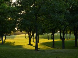 Evening light summer